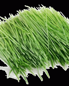 wheatgrass-1.gif
